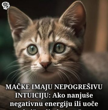 MAČKE IMAJU NEPOGREŠIVU INTUICIJI: Ako nanjuše negativnu energiju ili uoče toksične ljude u vašem okuženju, uradiće ovo!