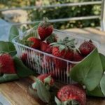 OVO JE NAJVEĆA PREVARA SA JAGODAMA KOJU VAM PODMEĆU NA PIJACAMA: Ako vidite ovo na dnu gajbice, bežite od te tezge OVO JE NAJVEĆA PREVARA SA JAGODAMA KOJU VAM PODMEĆU NA PIJACAMA: Ako vidite ovo na dnu gajbice, bežite od te tezge - featured image