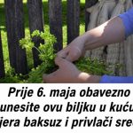 AKO OVO NISTE URADILI PRIJE 6. MAJA, KAŽU DA GUBITE SREĆU: Obavezno unesite biljku u dom AKO OVO NISTE URADILI PRIJE 6. MAJA, KAŽU DA GUBITE SREĆU: Obavezno unesite biljku u dom - featured image