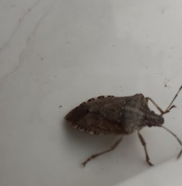 Da li je i vama kuća puna smrdibuba: Ova žena je pronašla način kako da ih se za dva dana riješite zauvijek Da li je i vama kuća puna smrdibuba: Ova žena je pronašla način kako da ih se za dva dana riješite zauvijek - featured image