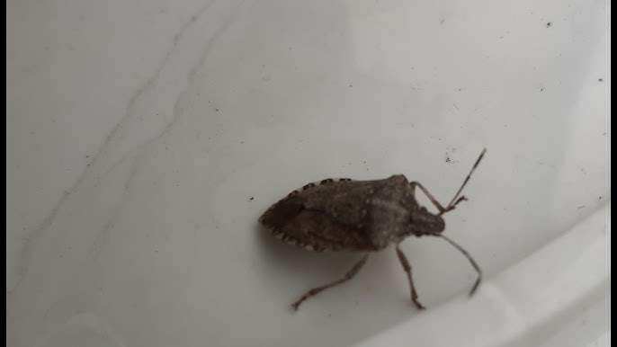 Da li je i vama kuća puna smrdibuba: Ova žena je pronašla način kako da ih se za dva dana riješite zauvijek - featured image