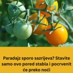 Paradajz sporo sazrijeva? Stavite samo ovo pored stabla i pocrvenit će preko noći Paradajz sporo sazrijeva? Stavite samo ovo pored stabla i pocrvenit će preko noći - content image