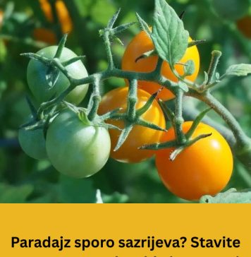 Paradajz sporo sazrijeva? Stavite samo ovo pored stabla i pocrvenit će preko noći Paradajz sporo sazrijeva? Stavite samo ovo pored stabla i pocrvenit će preko noći - content image