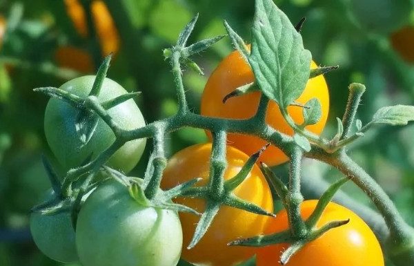 Paradajz sporo sazrijeva? Stavite samo ovo pored stabla i pocrvenit će preko noći Paradajz sporo sazrijeva? Stavite samo ovo pored stabla i pocrvenit će preko noći - content image