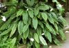 1 kašika pravo u lonac i Spathiphyllum ponovo prelijepo cvjeta: EVO recepta koji ga je spasio! 1 kašika pravo u lonac i Spathiphyllum ponovo prelijepo cvjeta: EVO recepta koji ga je spasio! - featured image