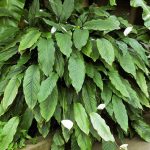 1 kašika pravo u lonac i Spathiphyllum ponovo prelijepo cvjeta: EVO recepta koji ga je spasio! 1 kašika pravo u lonac i Spathiphyllum ponovo prelijepo cvjeta: EVO recepta koji ga je spasio! - featured image