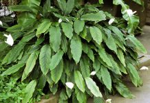 1 kašika pravo u lonac i Spathiphyllum ponovo prelijepo cvjeta: EVO recepta koji ga je spasio! 1 kašika pravo u lonac i Spathiphyllum ponovo prelijepo cvjeta: EVO recepta koji ga je spasio! - featured image