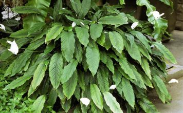 1 kašika pravo u lonac i Spathiphyllum ponovo prelijepo cvjeta: EVO recepta koji ga je spasio! 1 kašika pravo u lonac i Spathiphyllum ponovo prelijepo cvjeta: EVO recepta koji ga je spasio! - featured image