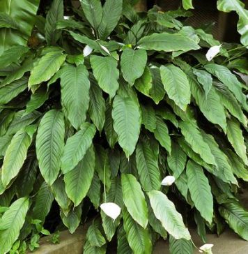 1 kašika pravo u lonac i Spathiphyllum ponovo prelijepo cvjeta: EVO recepta koji ga je spasio! 1 kašika pravo u lonac i Spathiphyllum ponovo prelijepo cvjeta: EVO recepta koji ga je spasio! - featured image