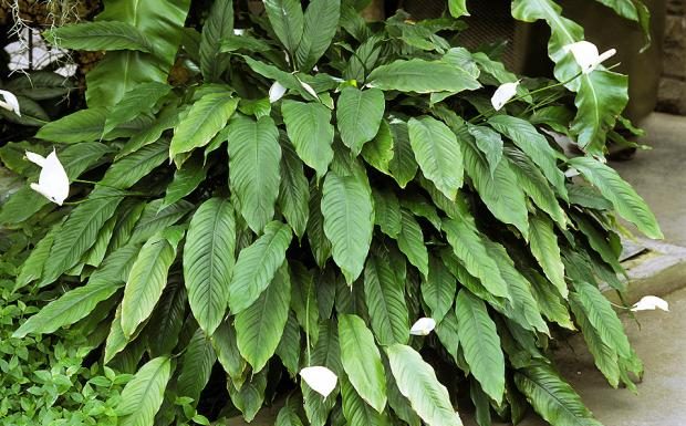 1 kašika pravo u lonac i Spathiphyllum ponovo prelijepo cvjeta: EVO recepta koji ga je spasio! 1 kašika pravo u lonac i Spathiphyllum ponovo prelijepo cvjeta: EVO recepta koji ga je spasio! - featured image