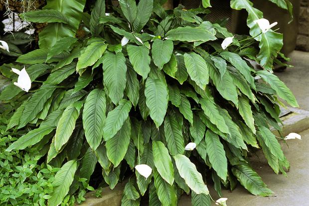 1 kašika pravo u lonac i Spathiphyllum ponovo prelijepo cvjeta: EVO recepta koji ga je spasio! - featured image