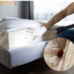 OVO SU ZNAKOVI DA U KUĆI IMATE STJENICE – EVO KAKO DA IH SE RIJEŠITE OVO SU ZNAKOVI DA U KUĆI IMATE STJENICE – EVO KAKO DA IH SE RIJEŠITE - featured image