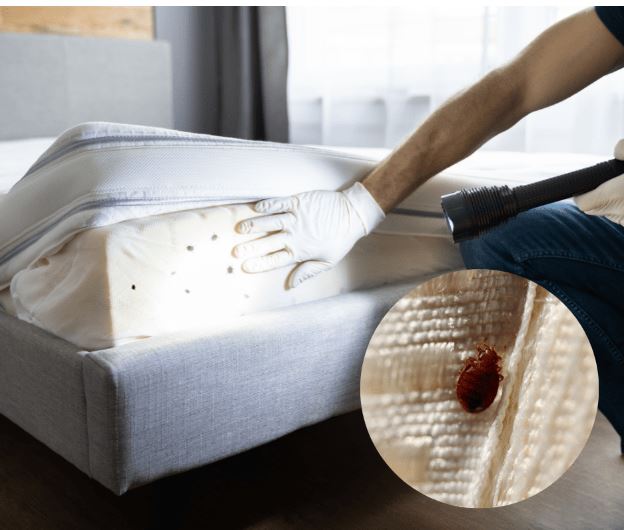 OVO SU ZNAKOVI DA U KUĆI IMATE STJENICE – EVO KAKO DA IH SE RIJEŠITE - featured image OVO SU ZNAKOVI DA U KUĆI IMATE STJENICE – EVO KAKO DA IH SE RIJEŠITE - featured image