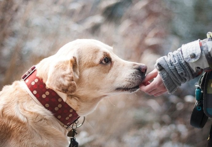 Šta znači ako vam pas liže ruku: Mnogi misle da tako iskazuje ljubav, ali to je velika greška , evo šta time poručuje - featured image Šta znači ako vam pas liže ruku: Mnogi misle da tako iskazuje ljubav, ali to je velika greška , evo šta time poručuje - featured image